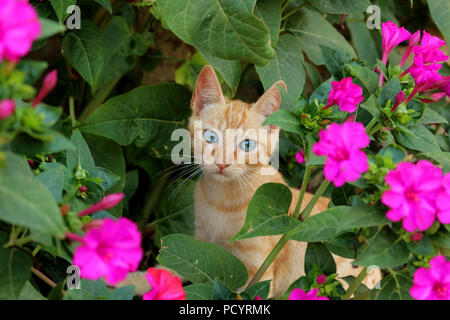 Chaton, le gingembre, 3 mois, Banque D'Images
