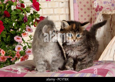 Deux chatons, 6 semaines, assis sur un coussin Banque D'Images