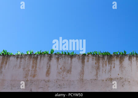 Weathered façade d'un mur de béton avec des tessons de bouteilles d'un livre vert sur le bord. Ciel bleu. Banque D'Images