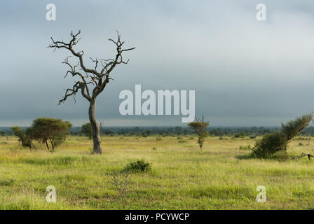 Les arbre mort debout sur une savane africaine avant la tempête, ciel nuageux, l'Afrique Banque D'Images