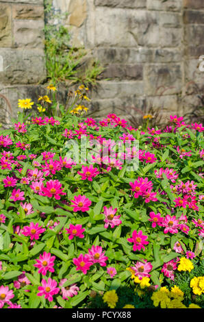Papillon sur Zinnia Rose fleurs en face du mur de brique Banque D'Images