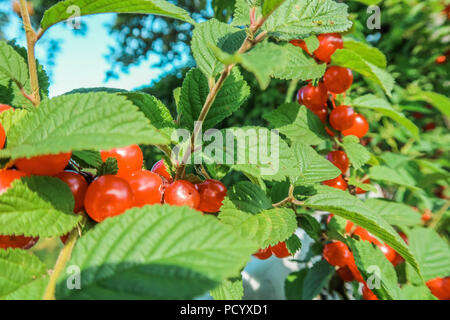 Fruits rouges d'un cerise sur les branches. La photo en gros plan. Les petites baies de cerises. Varietal plante. Gouttes d'eau sur les feuilles. Banque D'Images