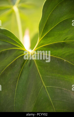 Close up image de feuilles d'anthurium, lumière du soleil montrant les veines et stem Banque D'Images