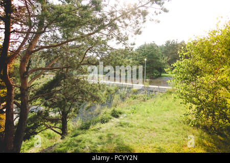 Le chemin en bois menant à travers une forêt verte. Tourisme vue sur sentier en bois entre les arbres et l'herbe. La nature russe. Banque D'Images