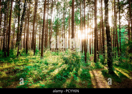 Les arbres des forêts boisées par rétro-éclairé de la lumière du soleil d'or avant le coucher du soleil avec les rayons du soleil de passer par des arbres sur les branches d'arbres éclairage sol forestier Banque D'Images