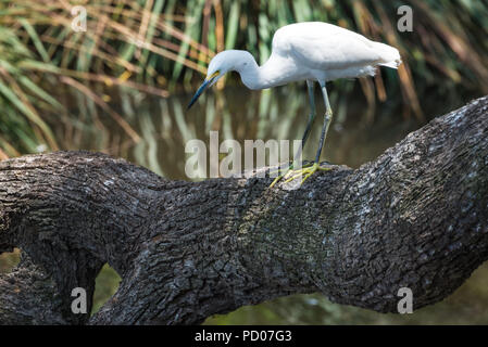 Aigrette neigeuse au-dessus de l'étang d'alligator à St Augustine Alligator Farm Zoological Park à Saint Augustine, en Floride. (USA) Banque D'Images