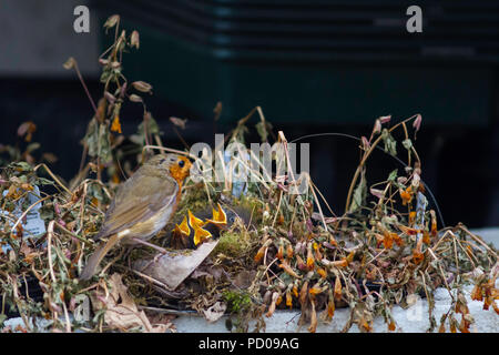 Un Robin poussins d'alimentation dans un nid construit dans une usine nurserymans bac. Banque D'Images