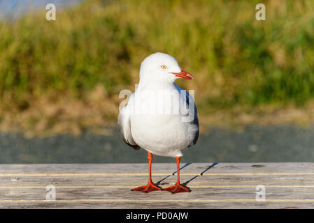 Une mouette debout sur une table en bois avec sa tête tournée vers le côté Banque D'Images