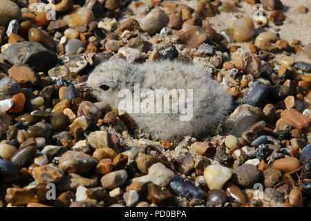 Sterne naine chick, Winterton Dunes, Norfolk Banque D'Images