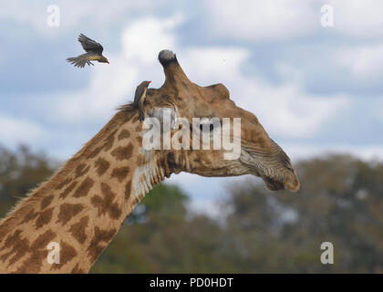 L'Afrique du Sud, une destination de voyage fantastique de faire l'expérience de troisième et premier monde ensemble. Oxpecker bec rouge planant au-dessus de la tête de girafe. Banque D'Images