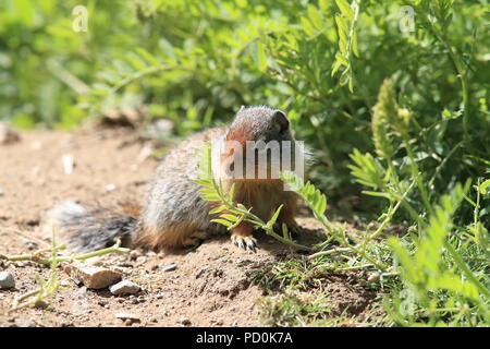 Spermophile du Cub Canadian Rockies Banque D'Images