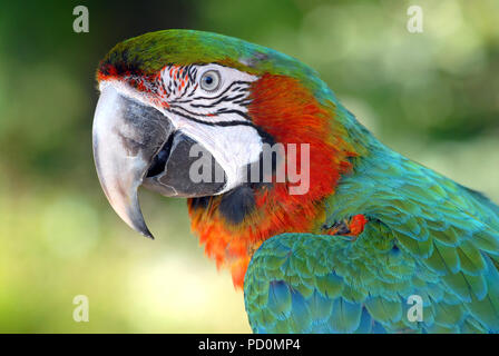 Portrait de profil vu de l'Ara Banque D'Images