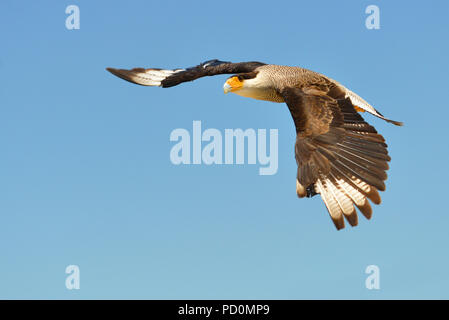 Caracara huppé (Polyborus plancus) en vol vue de profil Banque D'Images