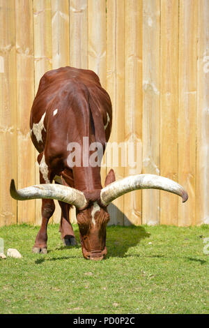 Ankole-Watusi (Bos taurus) devant un panel composé de lattes de bois Banque D'Images