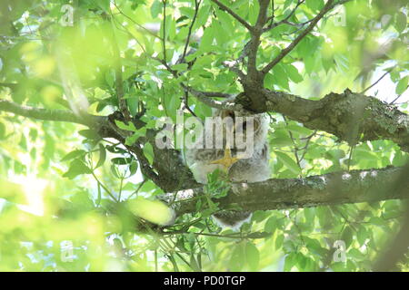 Chouette de l'Oural (Strix uralensis) au Japon Banque D'Images