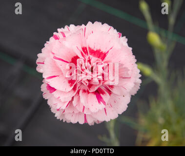 Dianthus Doris Banque D'Images