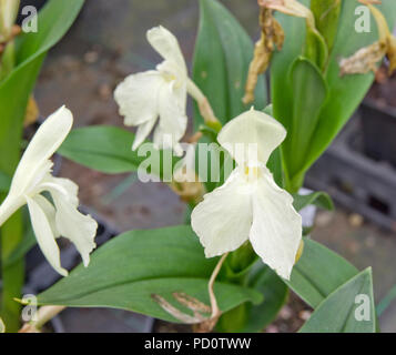 Roscoea 'Kew Beauty' Banque D'Images