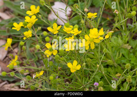 Buttercup-Ranunculus rampante repens Banque D'Images