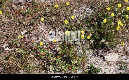 Repéré Rock Rose Scarlet Pimpernel et Hare's tail grass Banque D'Images
