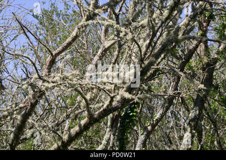 Les lichens sur les arbres dans le Marais de Fouesnant Bretagne Banque D'Images