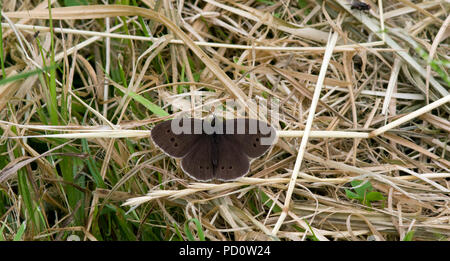 Aphantopus hyperantus satyre fauve Banque D'Images