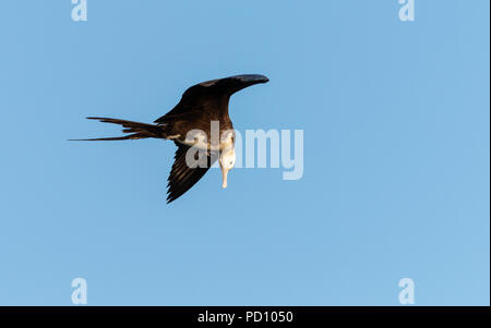 De magnifiques oiseaux frégate battant regardant vers le bas pour le poisson Banque D'Images