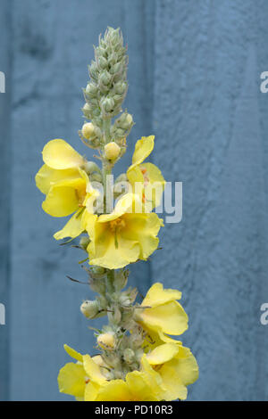 Belle fleur jaune Verbascum contre une clôture de bois vert Banque D'Images