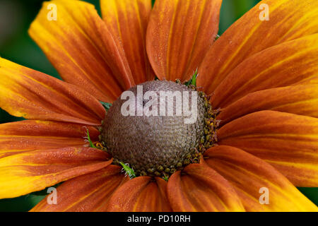 Gros plan d'une belle fleur Rudbeckia Banque D'Images