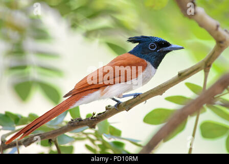 Paradis-asiatique - Terpsiphone paradisi, moucherolle à tête noire magnifique oiseau de bois et de jardins du Sri Lanka. Banque D'Images