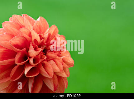 Superbe orange rouge Pom Pom Dahlia fleur contre le vert lumineux d'une pelouse à Lytham, Lancashire, UK Banque D'Images