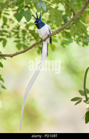 Paradis-asiatique - Terpsiphone paradisi, moucherolle à tête noire magnifique oiseau de bois et de jardins du Sri Lanka. Banque D'Images