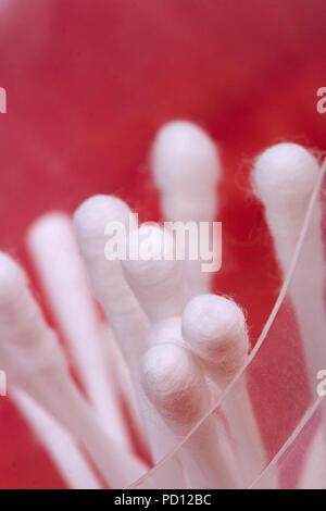 Close up of cotton buds sur fond ded Banque D'Images