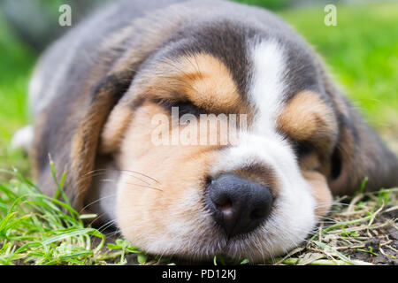 Portrait d'un coin couchage chiot beagle close-up dans l'herbe. faible profondeur de champ Banque D'Images