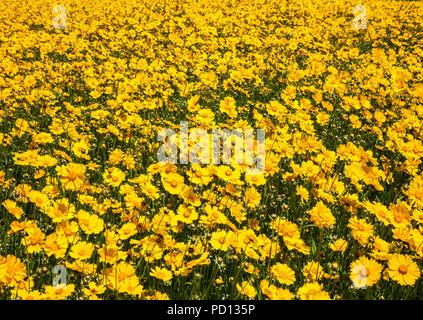 Fleurs sauvages prairie tournesol, dentelle Coreopsis Monroe, New Jersey, États-Unis, Pantone jaune fleurs sauvages été plantation arrière-plan isolé Banque D'Images