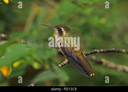 Hummingbird (Adelomyia melanogenys mouchetée maculata) adulte perché sur twig Vinicio Ghech Summit Hotel, Nono-Mindo Road, l'Équateur Février Banque D'Images