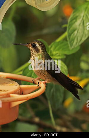 Hummingbird (Adelomyia melanogenys mouchetée maculata) adulte perché sur Vinicio convoyeur Ghech Summit Hotel, Nono-Mindo Road, l'Équateur Février Banque D'Images
