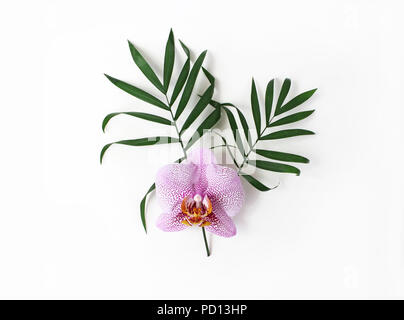 Stock photo style. Composition florale Jungle de feuilles de palmier vert et rose fleur d'orchidée Phalenopsis isolé sur fond blanc. Des vacances tropicales, vacances. Mise à plat, vue du dessus. Banque D'Images