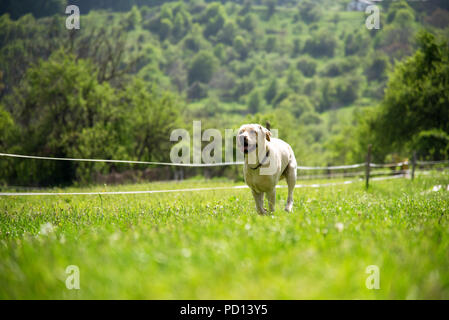 Golden retriever fonctionne sur un pré vert. Banque D'Images