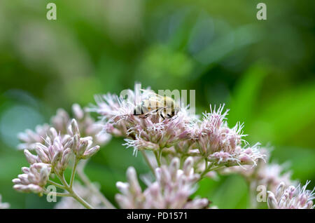 Abeille sur une fleur Banque D'Images