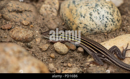 Racerunner Six bordée, Aspidoscelis sexlineata Colorado, États-Unis Banque D'Images