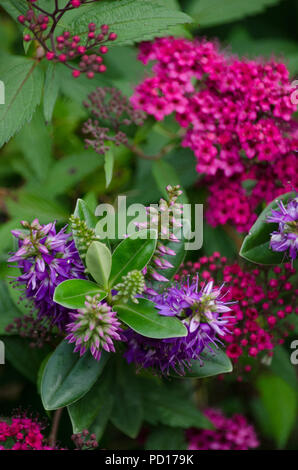 Jolie rose Sweet William plantes et fleurs pourpres de Hebe Banque D'Images