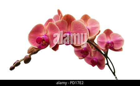 Orchird Branche Fleurs isolated on White Banque D'Images