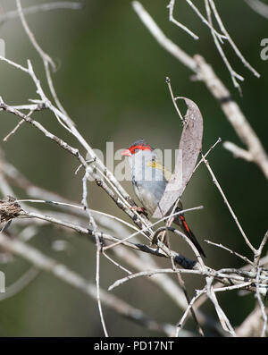 Red-browed Finch (Neochmia temporalis), Biboohra, Sant'Anna Arresi, Far North Queensland, Queensland, Australie, FNQ Banque D'Images