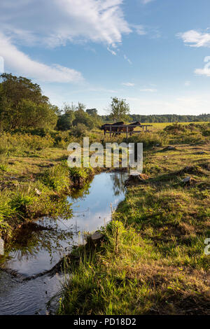 De poneys sauvages le parc national New Forest se nourrissent de l'herbe d'été luxuriant sur une chaude en début de soirée. Près de Brockenhurst, Hampshire, Royaume-Uni Banque D'Images