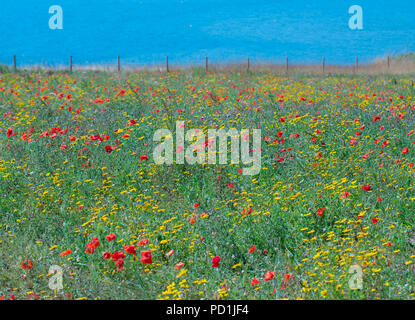 La ville de Sidmouth, l'est du Devon, Royaume-Uni. 5 août 2018. Météo France : soleil et ciel bleu dans l'est du Devon. Un beau champ de coquelicots rouges et de fleurs sauvages a été observé le long de la South West Coast Path près de Sidmouth. Credit : Celia McMahon/Alamy Live News Banque D'Images