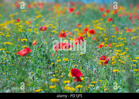 La ville de Sidmouth, l'est du Devon, Royaume-Uni. 5 août 2018. Météo France : soleil et ciel bleu dans l'est du Devon. Un beau champ de coquelicots rouges et de fleurs sauvages a été observé le long de la South West Coast Path près de Sidmouth. Credit : Celia McMahon/Alamy Live News Banque D'Images