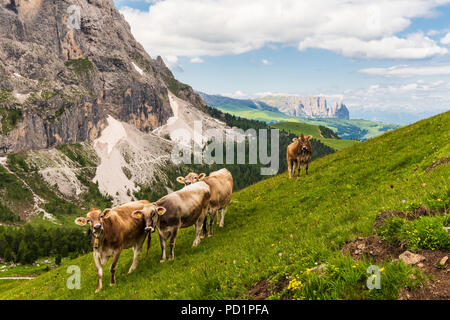 Vaches qui paissent sur les impressionnantes montagnes des Dolomites en Italie, une partie de l'Alpes en été Banque D'Images