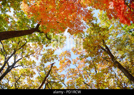 Aux couleurs rouge, jaune et vert, le chêne et l'érable feuilles des arbres dans la forêt d'automne. Vue de dessous de la cime des arbres. Banque D'Images