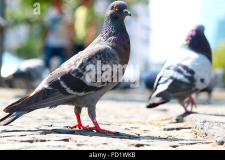 Deux pigeons (Columba livia) assis sur le sol à Berlin Banque D'Images