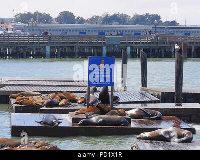 SAN FRANCISCO, USA - 4 mai 2018 : décor de Pier 39 avec les lions de mer se reposant sur des plates-formes en bois avec avertissement signe aux touristes de ne pas nourrir ou nuire à l'un Banque D'Images